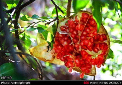 Gilan, Iran - Anbu, Pomegranate Harvest 2014 00