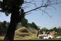 Gilan, Iran - Rice Harvest 2014 18