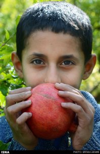 Kermanshah, Iran - Paveh, Pomegranate Harvest 2014 00