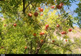Kermanshah, Iran - Paveh, Pomegranate Harvest 2014 01