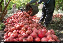 Kermanshah, Iran - Paveh, Pomegranate Harvest 2014 02