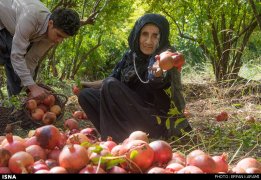 Kermanshah, Iran - Paveh, Pomegranate Harvest 2014 03