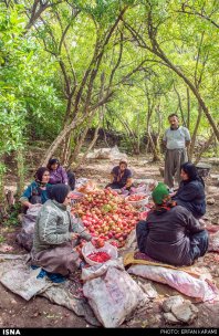 Kermanshah, Iran - Paveh, Pomegranate Harvest 2014 04
