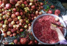 Kermanshah, Iran - Paveh, Pomegranate Harvest 2014 05