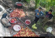 Kermanshah, Iran - Paveh, Pomegranate Harvest 2014 06
