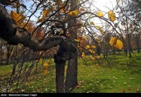 Razavi Khorasan, Iran - Mashhad in Autumn 03