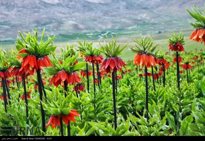 Chaharmahal and Bakhtiari, Iran - Koohrang (Kuhrang) County - Inverted Tulips 3