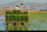 Rice fields in Kamfiruz District - Fars Province, Iran - (Photo credit: Erfan Samanfar for Tasnim News)