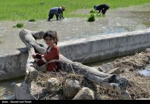 Rice fields in Yasuj - Kohgiluyeh and Boyer-Ahmad Province, Iran - (Photo credit: Davood Izad Panah for Tasnim News)