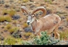 Iran’s Fars Province Kamjan Shiraz Animals 001