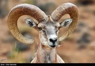 Iran’s Fars Province Kamjan Shiraz Animals 003