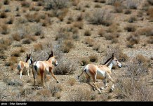 Iran’s Fars Province Kamjan Shiraz Animals 006