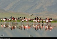 Iran’s Fars Province Kamjan Shiraz Animals 014